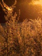 lt;lt;Waste Material