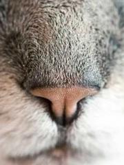 lt;Honor calls for N