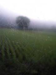 Transmigration: Feel