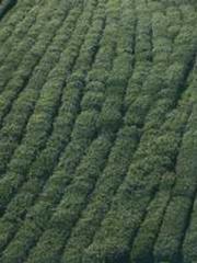 Grandpa Fuapos;s Ful